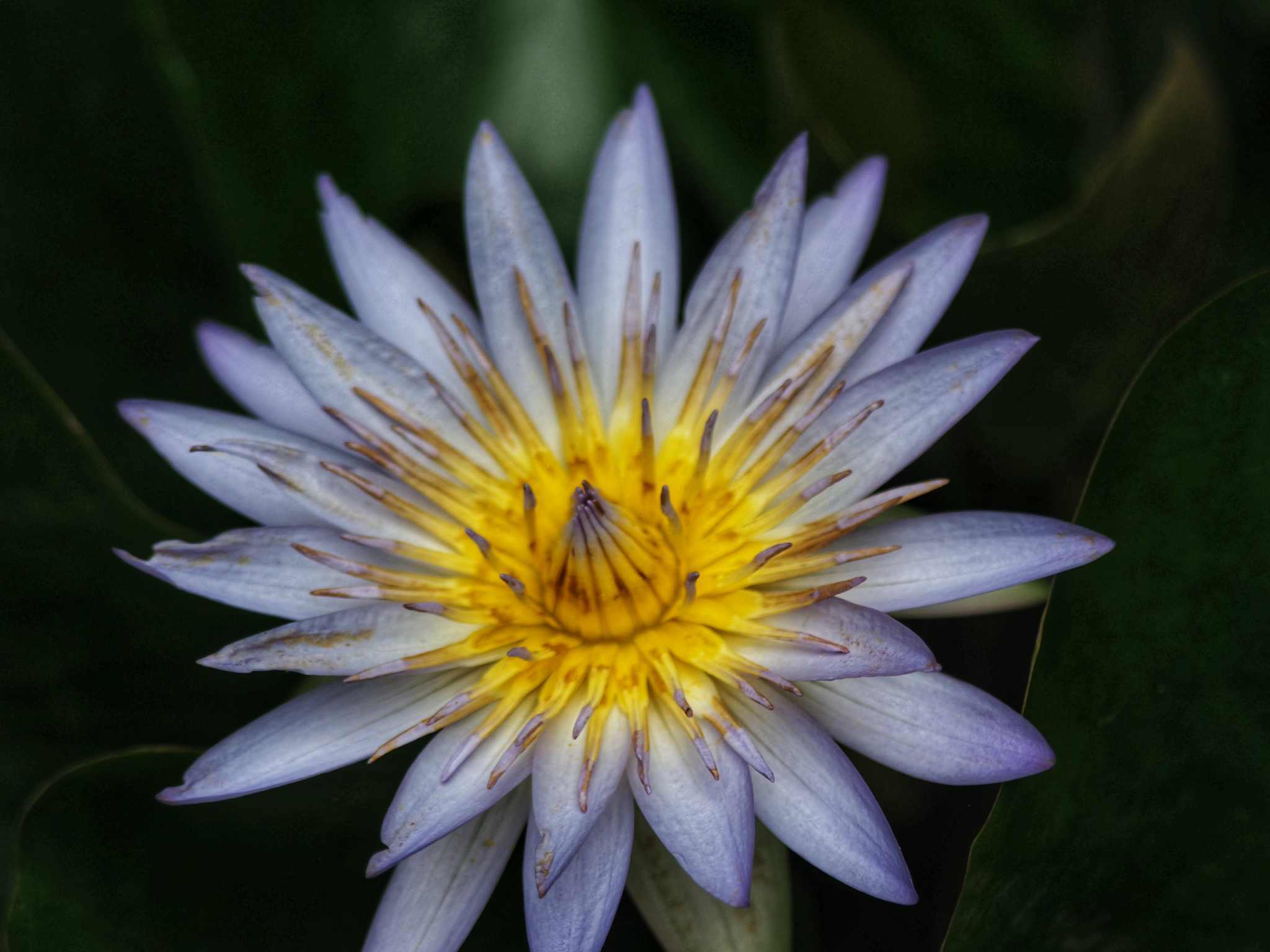 PENTAX SMC PENTAX-F ZOOM 35-105MM.F4-5.6 MACRO PK MOUNT