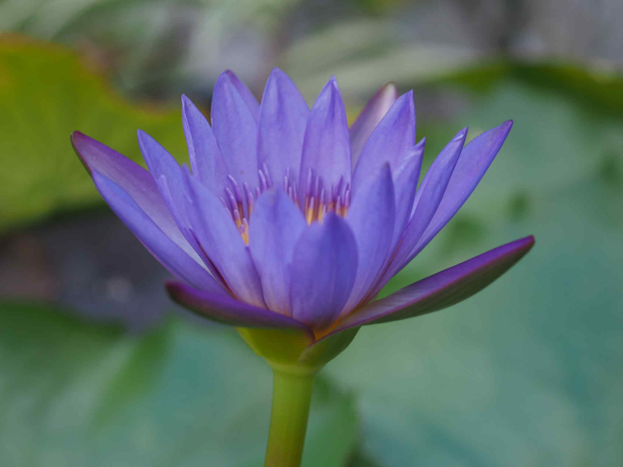 SMC PENTAX-M MACRO 50mm.f4 PK MOUNT