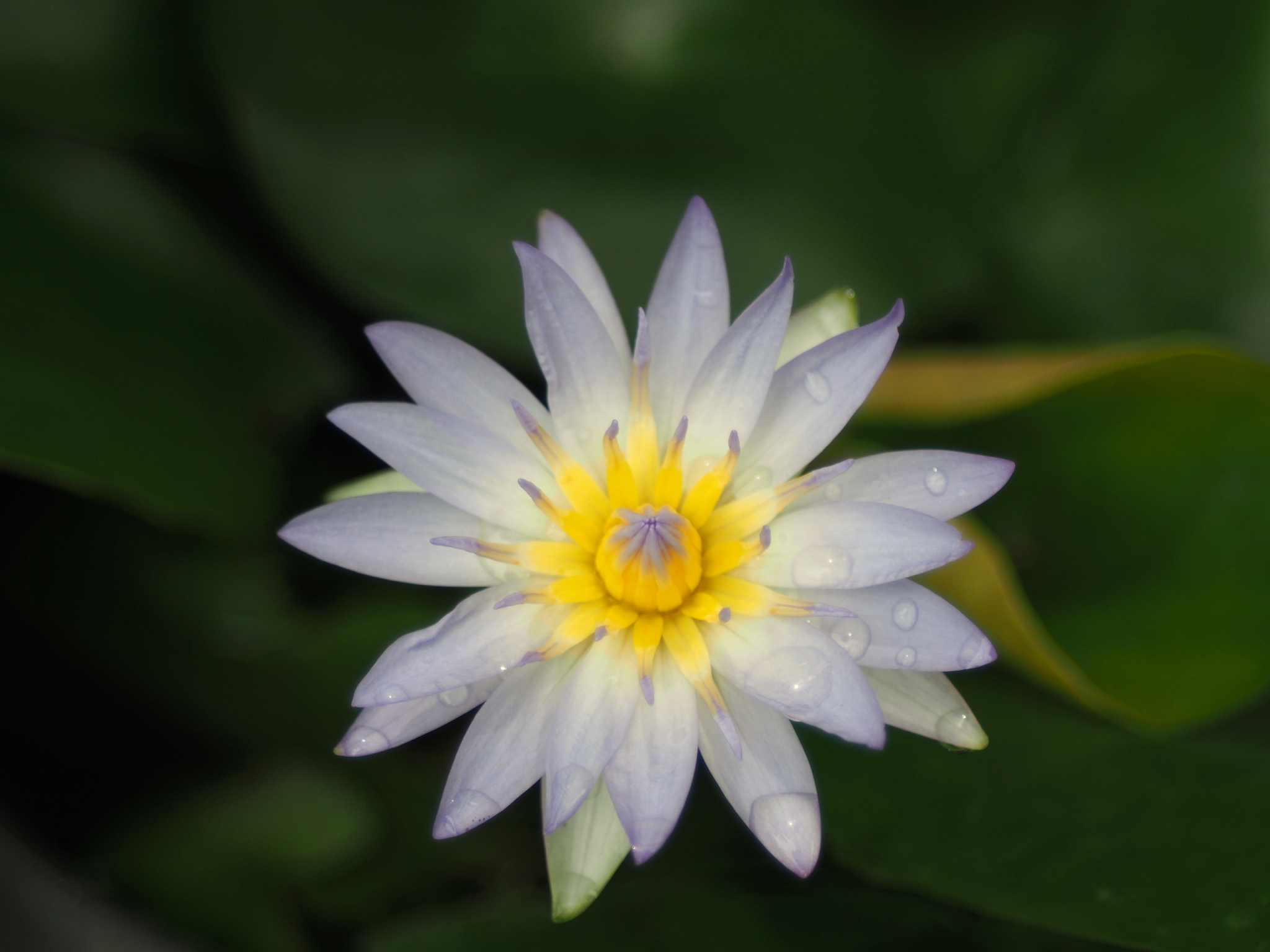 TAMRON SP 35-80MM.F2.8-3.8 CF MACRO BBAR MC ADATALL 2 FD MOUNT