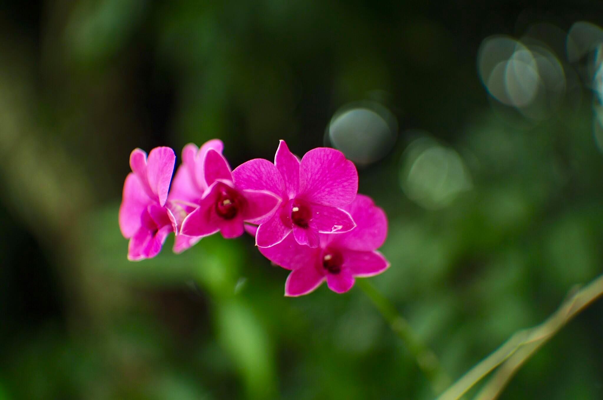 16KP-50MM.F1.2 MODIFY M4/3 MOUNT