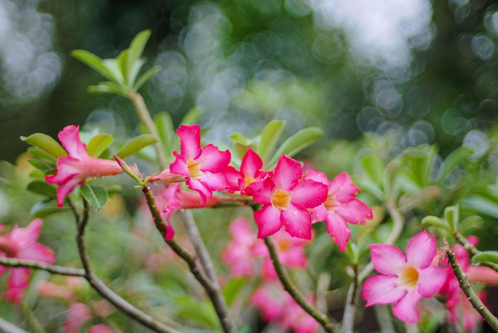 NIKON AF NIKKOR 50MM.F1.4D AIS MOUNT(NO.4)