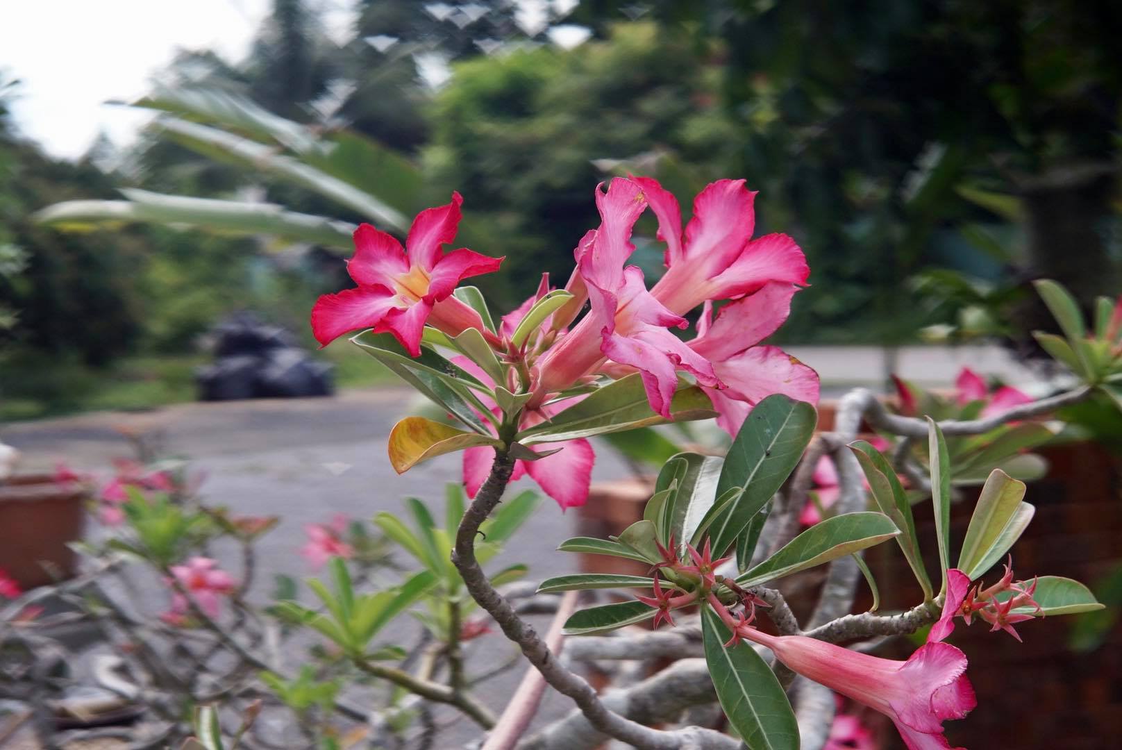 KONICA HEXANON 45MM.F1.8 MODIFIED SONY E MOUNT