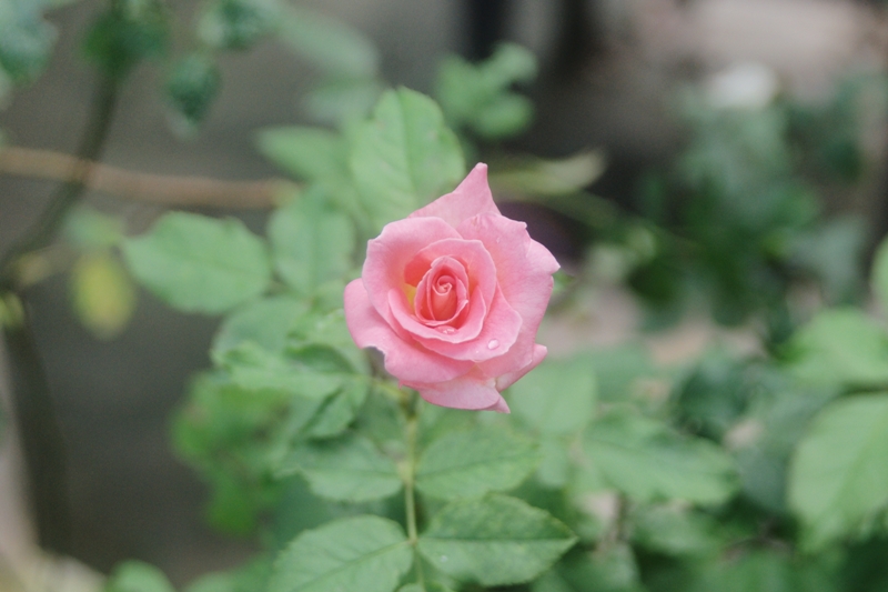 MINOLTA AF ZOOM 24-85MM.F3.5(22)-4.5 SONY A MOUNT