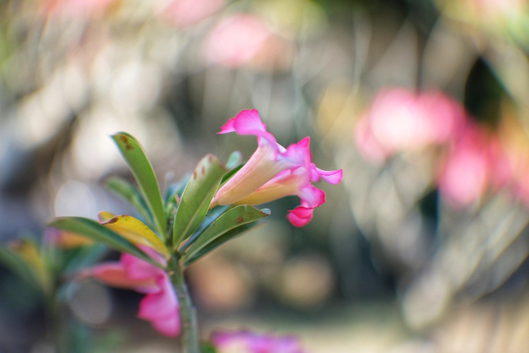 16KP-50MM.F1.2 MODIFLY FUJI FX MOUNT