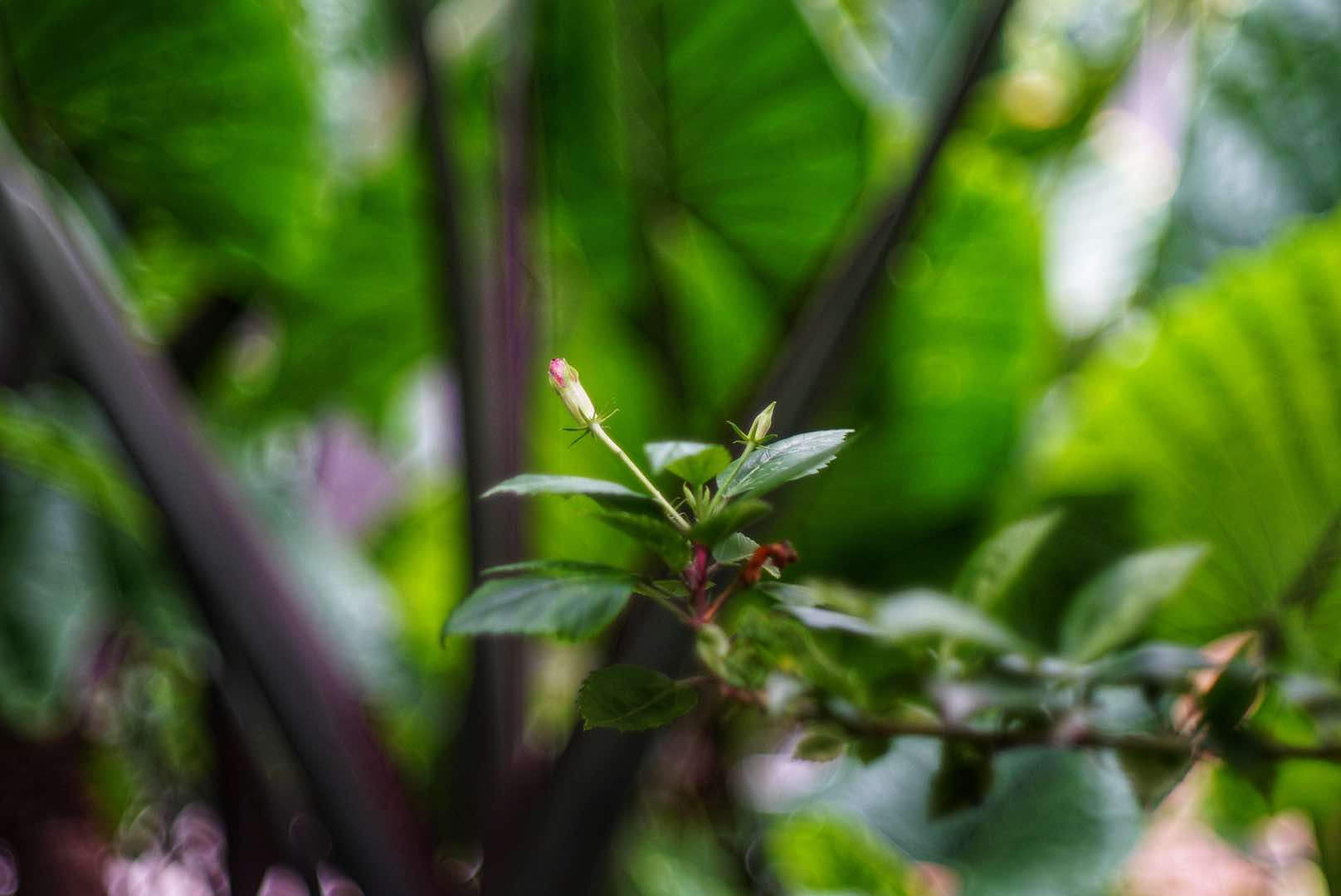 KONICA HEXANON 45MM.F1.6 MODIFIED M39 MOUNT