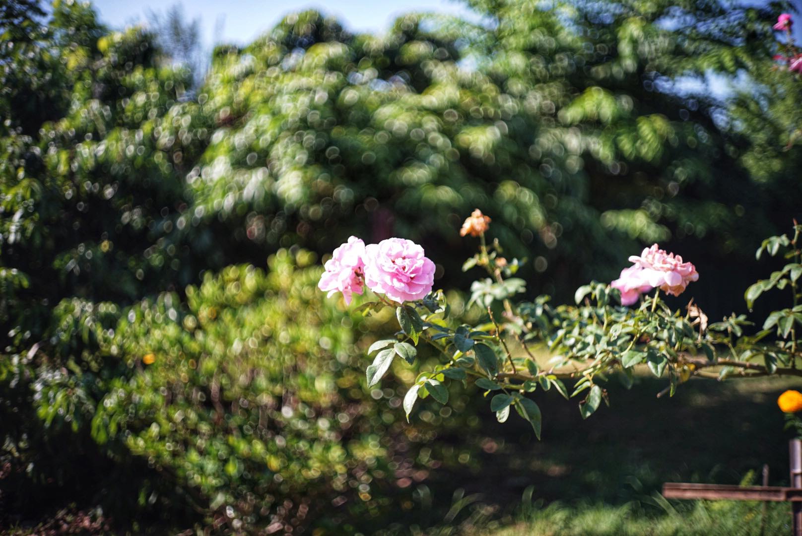 OLYMPUS F.ZUIKO 32MM.F1.7 MODIFIED SONY E MOUNT