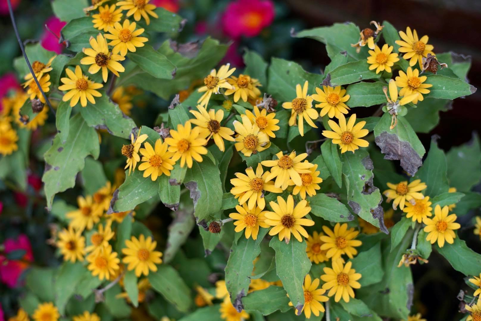 AUTO REVUENON 55MM.F1.4 M42 MOUNT