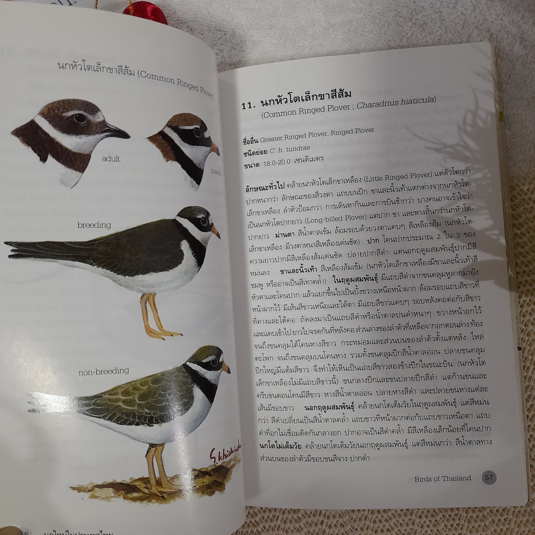 นกใหม่ในประเทศไทย / สุธี ศุภรัฐวิกร