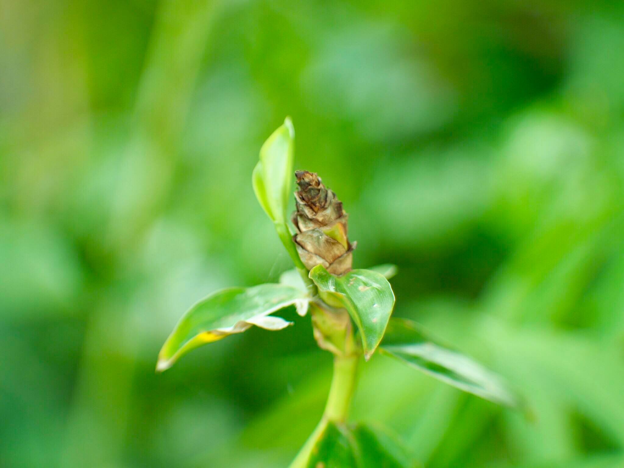 16KP-50MM.F1.2 MODIFLY M4/3 MOUNT