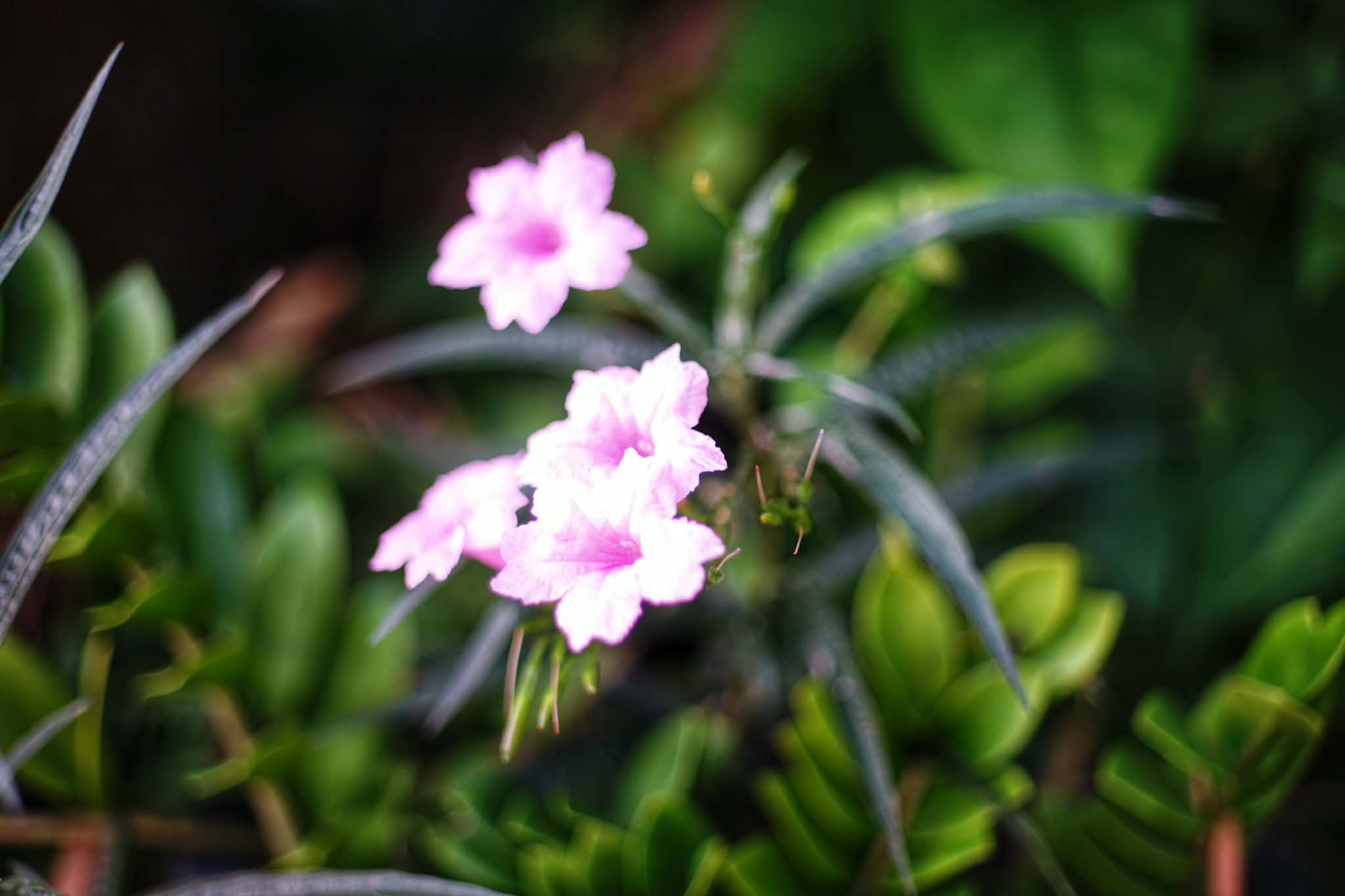 CANON LENS EX 50MM.F1.8 MODIFIED M39 MOUNT