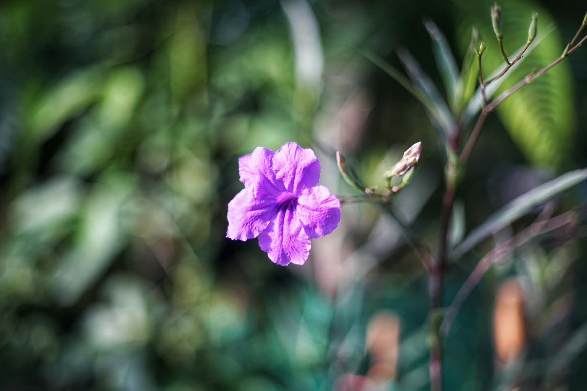 CANON LENS EX 50MM.F1.8 MODIFIED M39 MOUNT