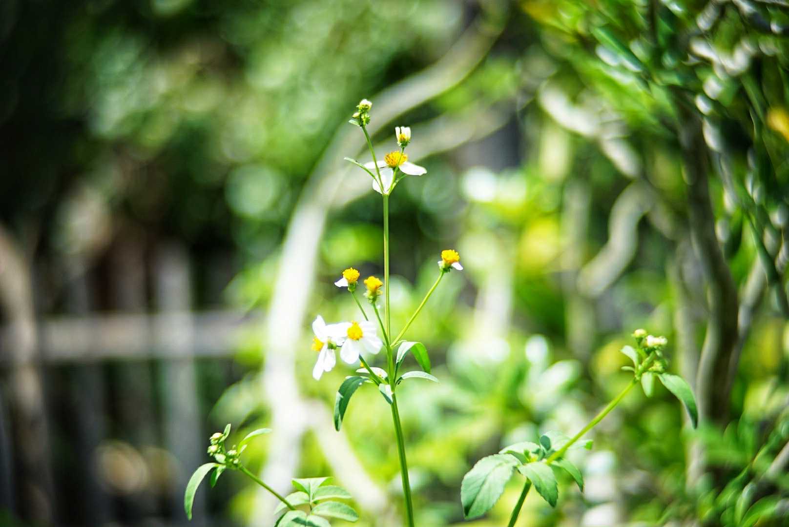 COSMICAR TELEVISION LENS 50MM.F1.4 C MOUNT