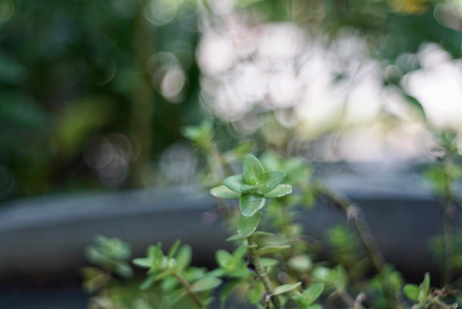 PENTACON AUTO 29MM.F2.8 MC. M42 MOUNT