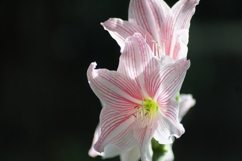 SIGMA 70-300MM.F4-5.6 DL MACRO SUPER PK(AF) MOUNT