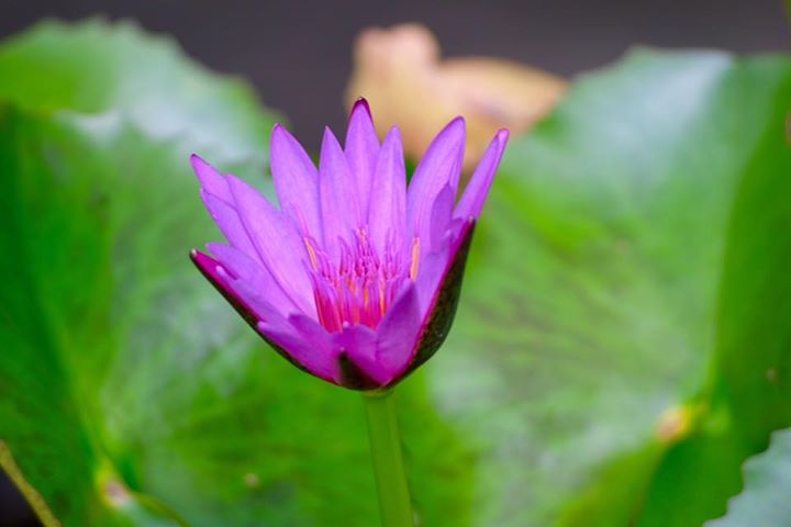 SIGMA ZOOM BIII 55-200MM.F4-5.6 Macro Nikon Ai Mount