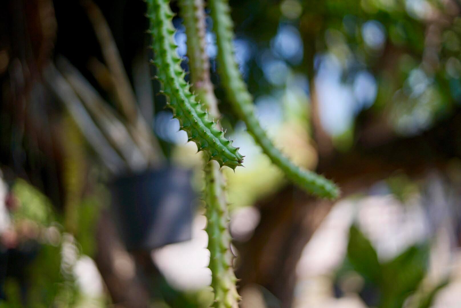 NIKON NIKKOR 35MM.F2.8 AI MOUNT