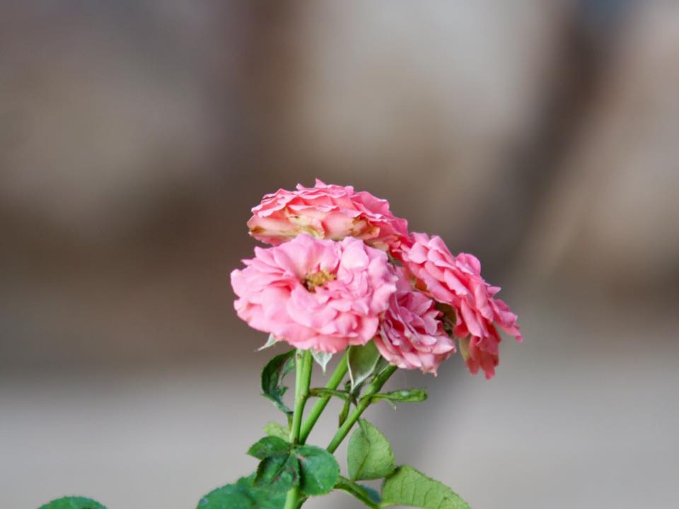 MINOLTA MC ZOOM ROKKOR 80-200 MM. F4.5 MD MOUNT