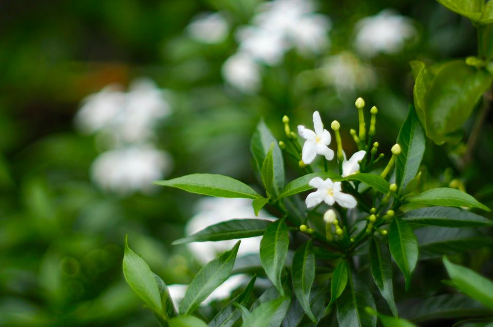 MINOLTA MC ROKKOR-PG 50MM.F1.4 MD MOUNT