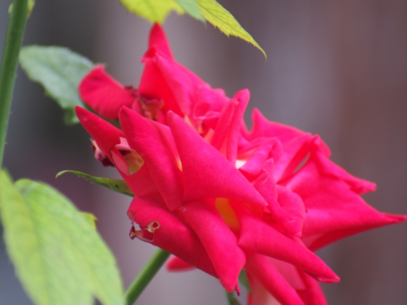 SIGMA 70-300MM.F4-5.6 DL MACRO CANON EF MOUNT