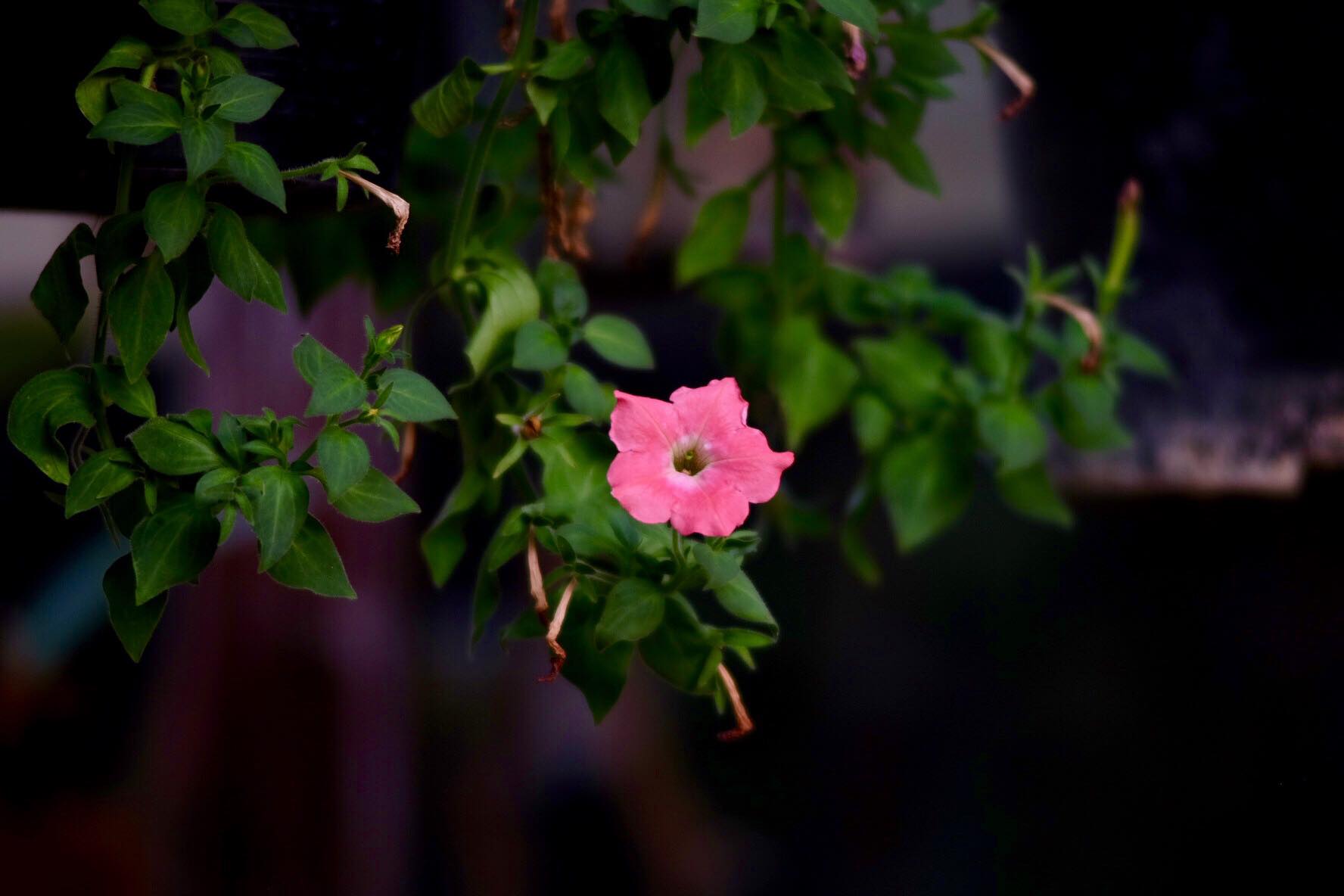 SMC PENTAX-M ZOOM 75-150MM.F4 PK MOUNT
