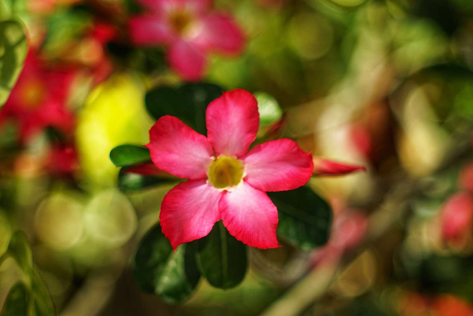 SMC TAKUMAR 55MM.F1.8 M42 MOUNT
