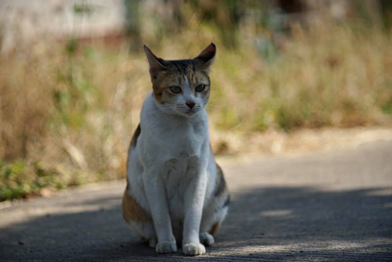 KONICA HEXANON 135MM. F3.5 AR MOUNT
