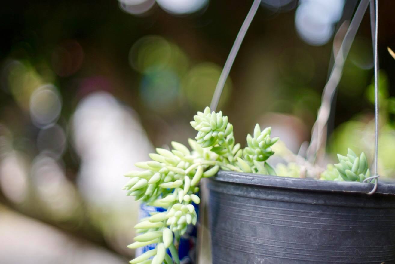 NIKKOR-S AUTO 50MM. F1.4 NIKON NON AI MOUNT