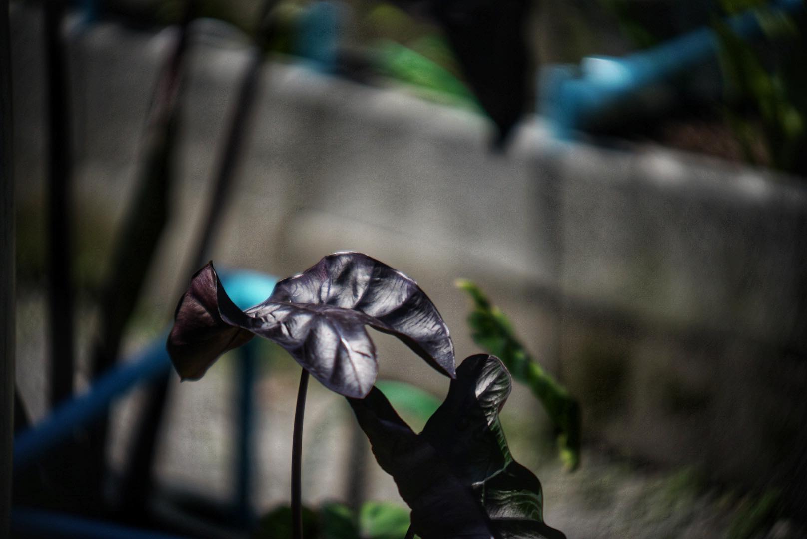 เลนส์ผสม ชุดหน้า KODAK CINE EXTAR LENS 102MM.F2.7 ชุดหลัง TOPCOR 44MM.F2