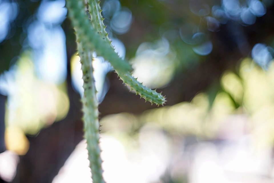 PENTACON AUTO 50MM.F1.8 MULTI COATING