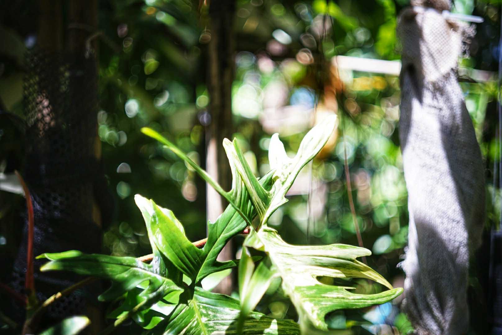 AIRES H CORAL 45MM.F1.9 MODIFIED M39 MOUNT