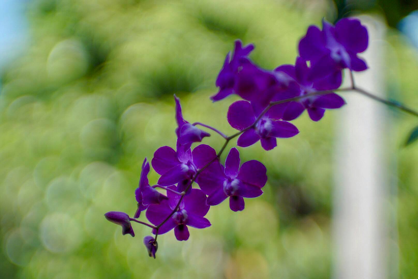 JUPITER-9 85MM.F2 M42 MOUNT