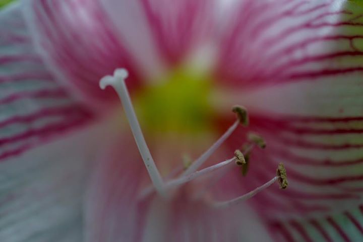 MINOLTA MC MACRO ROKKOR 50MM. F3.5 MD MOUNT