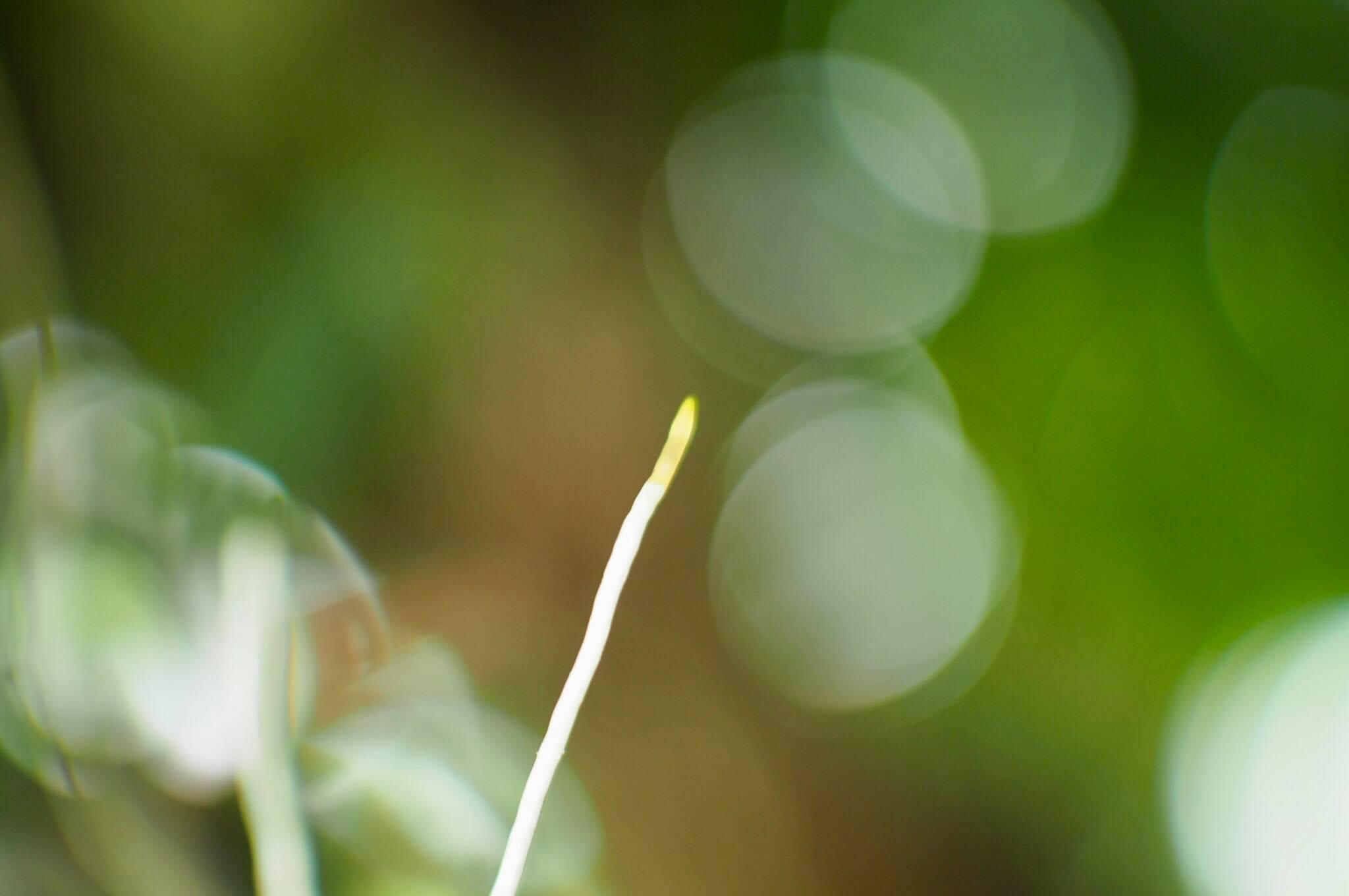 16KP-50MM.F1.2 MODIFY M4/3 MOUNT