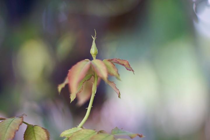 SMC PENTAX 50MM.F1.4 PK MOUNT