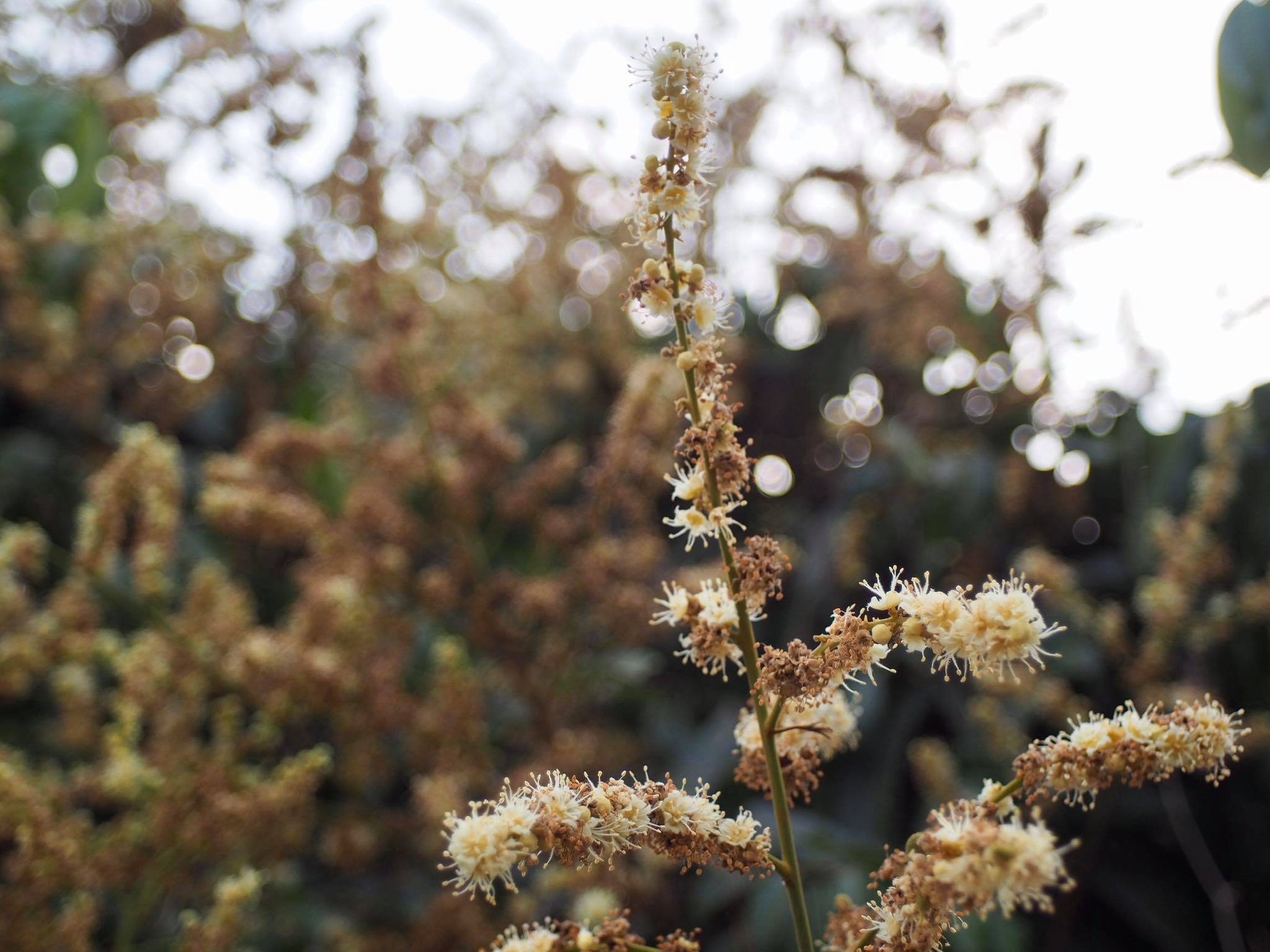 KONICA HEXANON AR 28MM.F3.5 AR MOUNT
