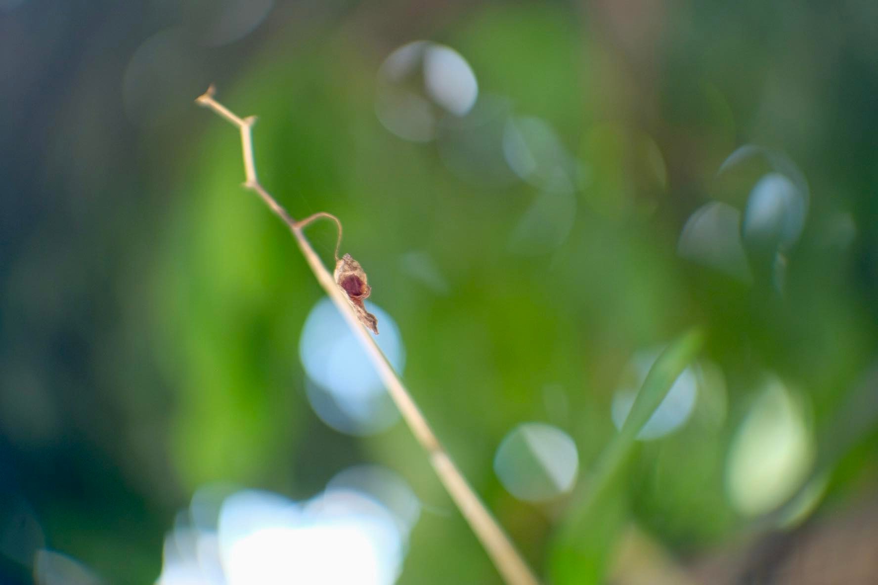 16KP-50MM.F1.2 FOR FUJIFILM FX MOUNT
