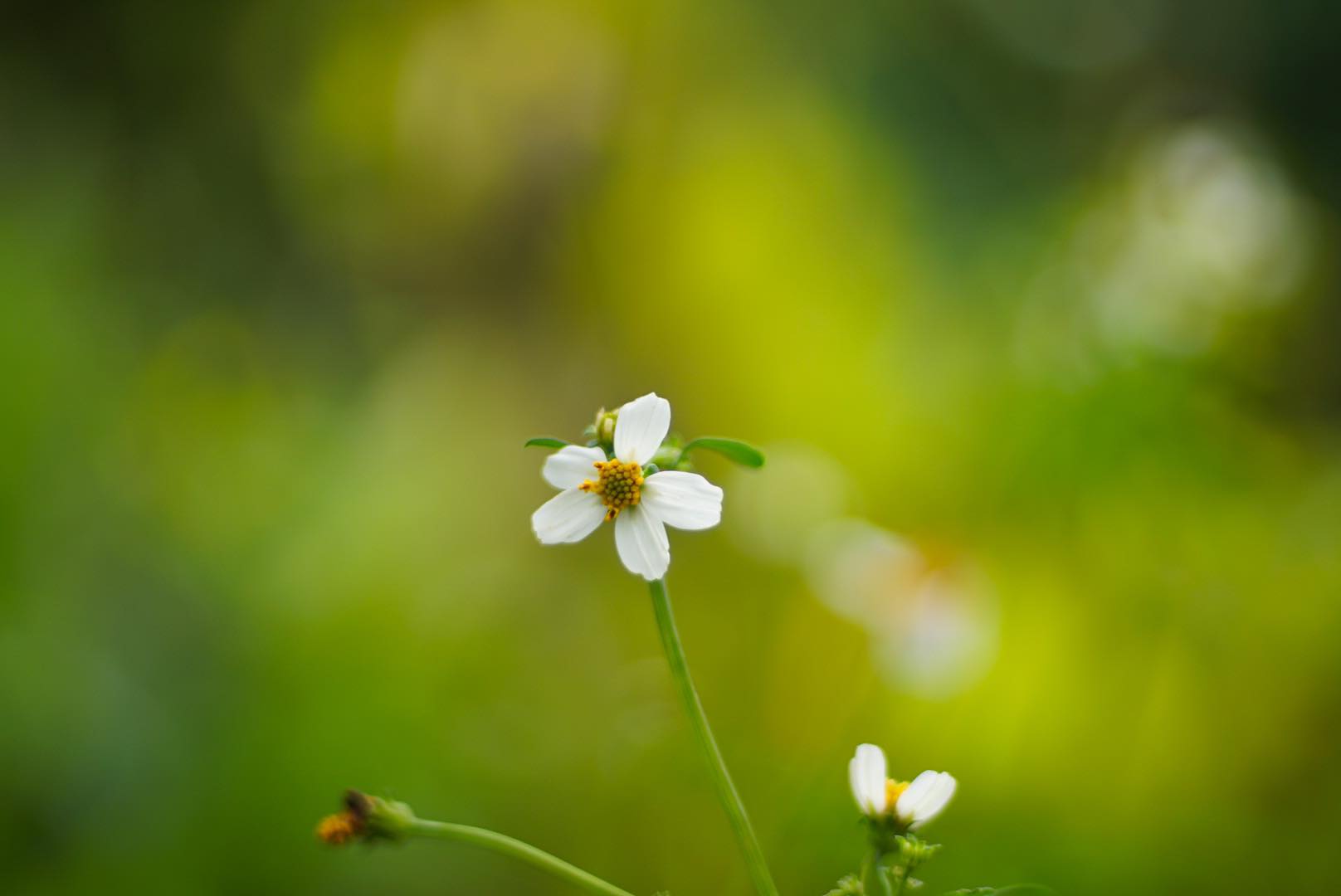 NIKON AF NIKKOR 50MM.F1.4D AIS MOUNT(NO.4)