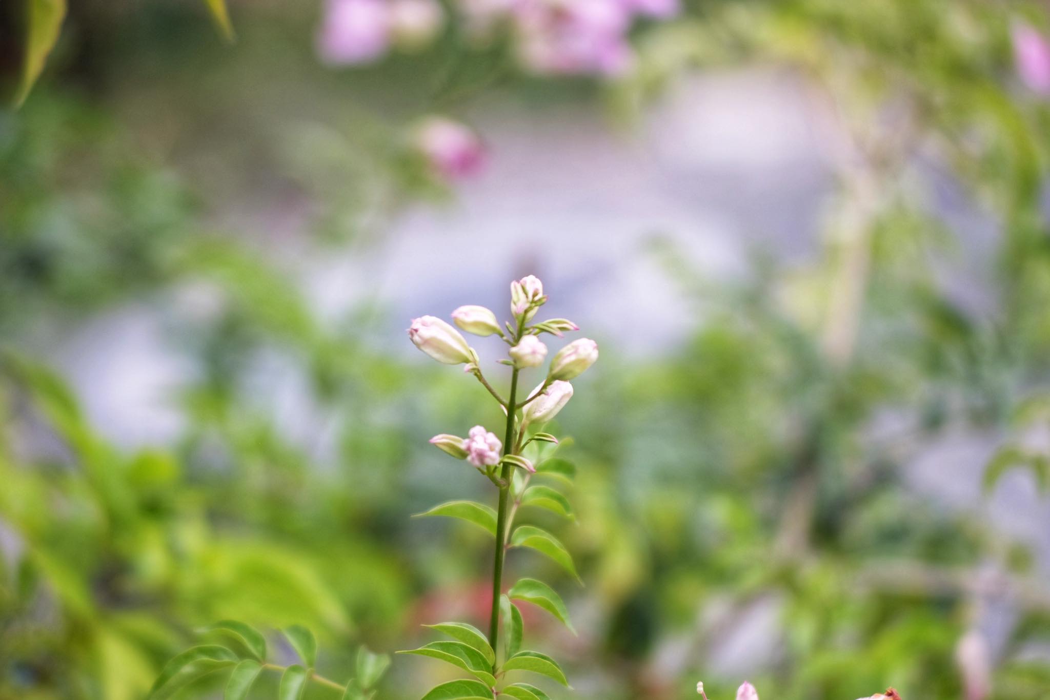 SANKYO KOKI JAPAN KOMURA 105MM.F2.5 NIKON NON AI MOUNT