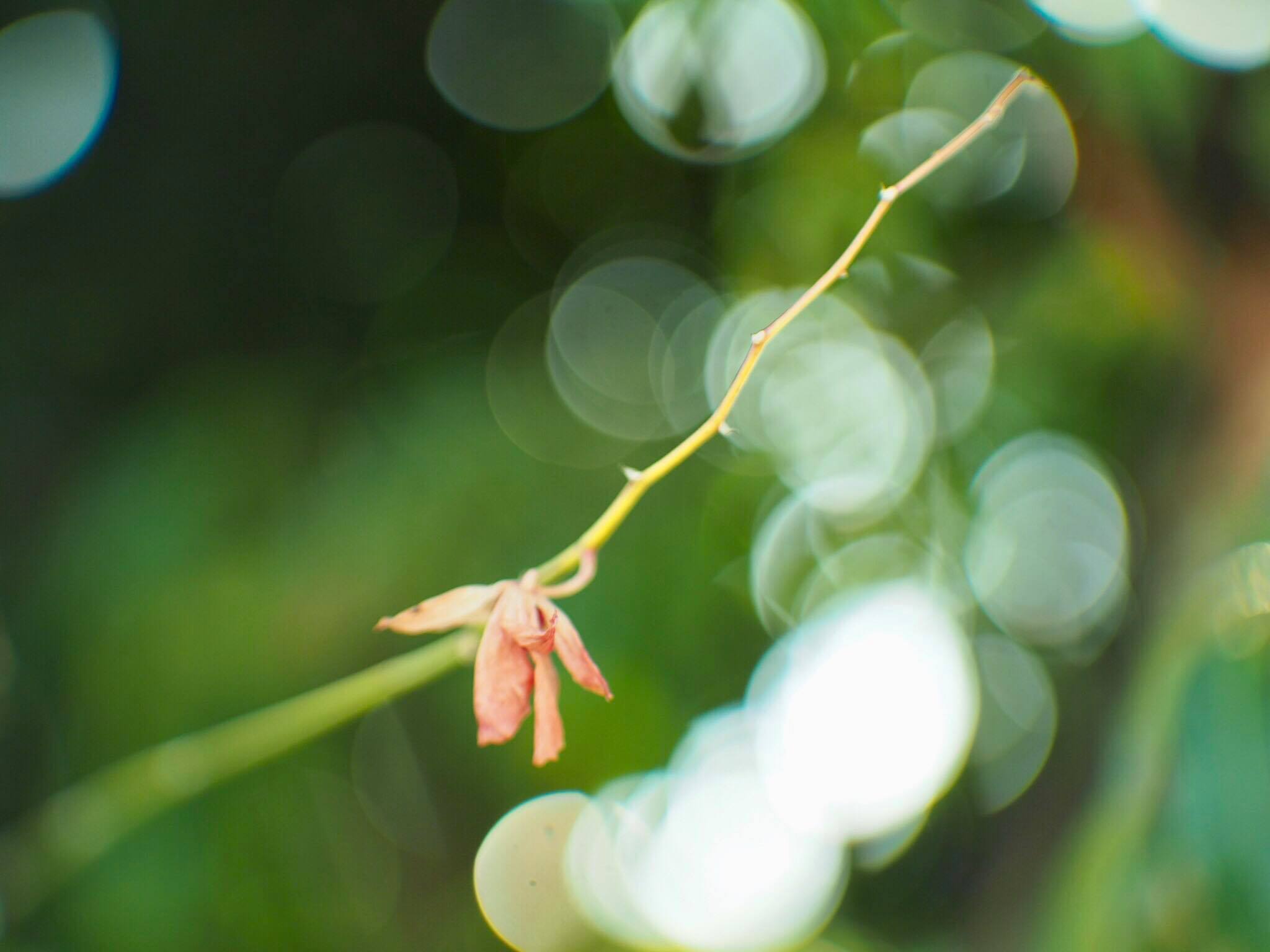 16KP-50MM.F1.2 MODIFLY M4/3 MOUNT