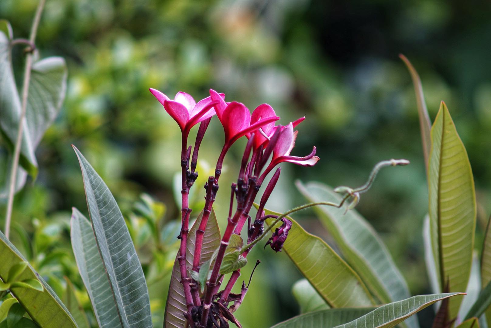 NIKON AF NIKKOR 75-300mm f/4.5-5.6 MACRO AIS MOUNT