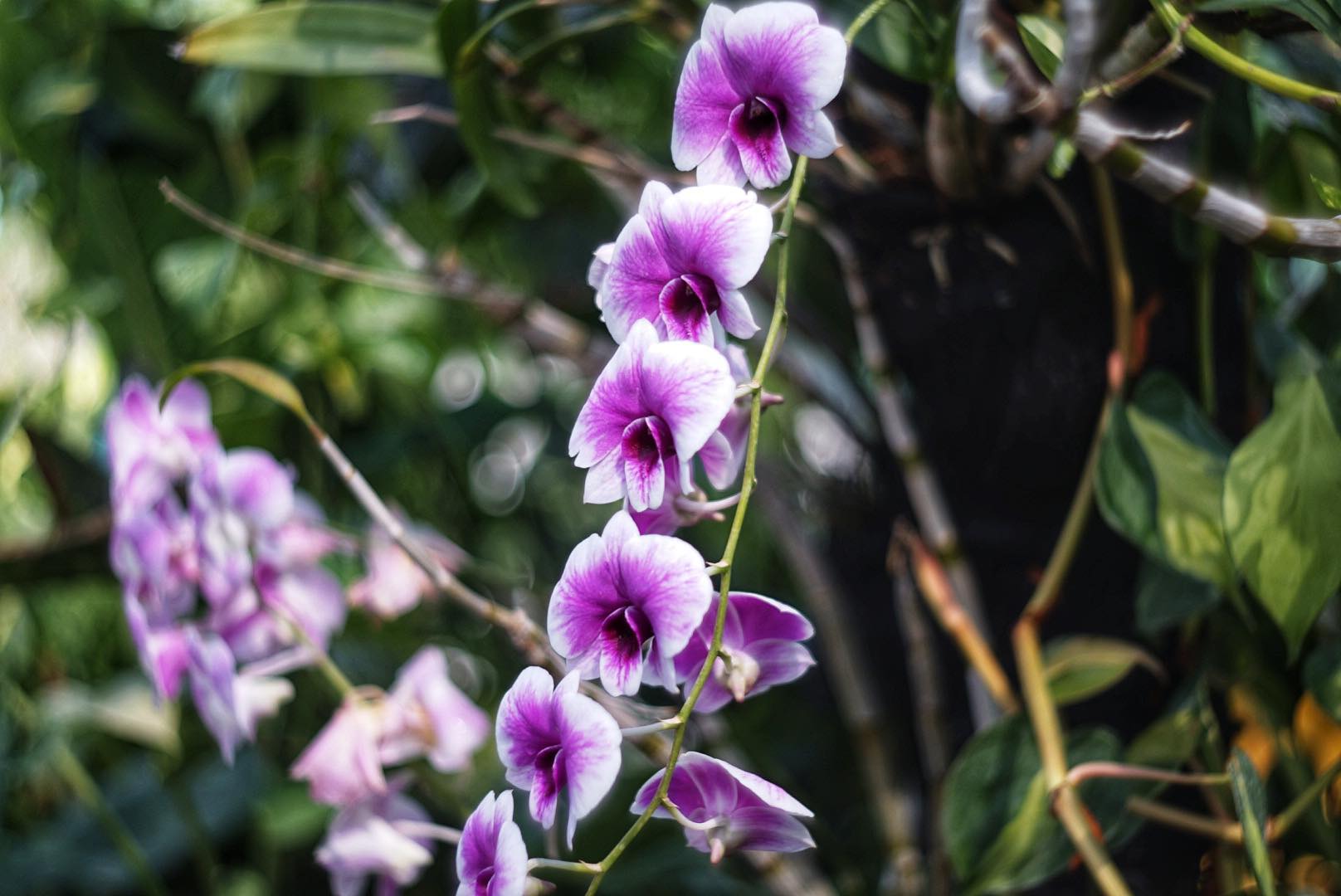 OKAYA OPTIC.HIGHROR 40MM.F1.8 MODIFIED M39 MOUNT - ฟิล์มคาเมร่า