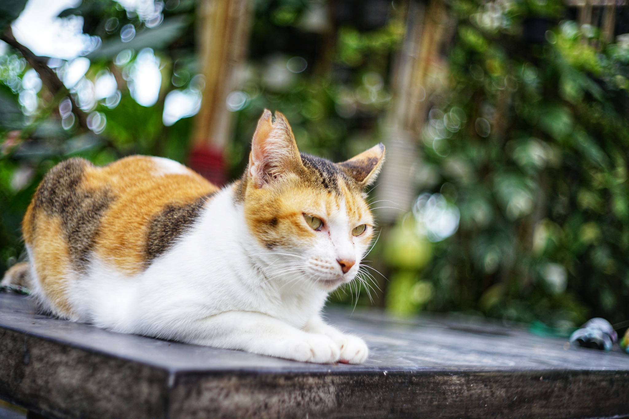 YASHICA YASHINON-DX 32MM.F1.7 MODIFIED SONY E MOUNT