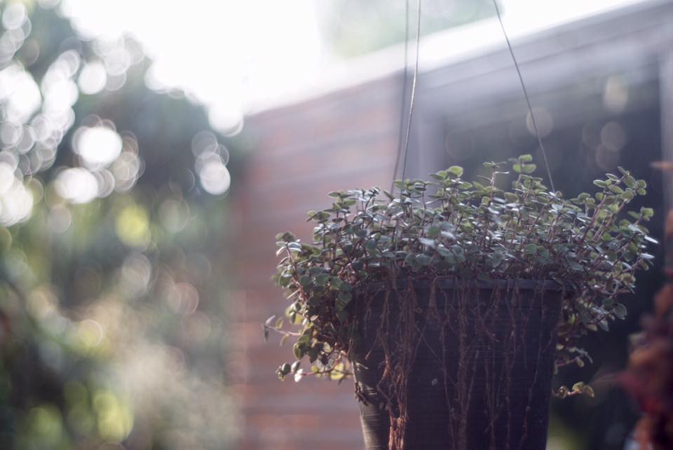 Auto Takumar 55mm. F1.8 M42 Mount