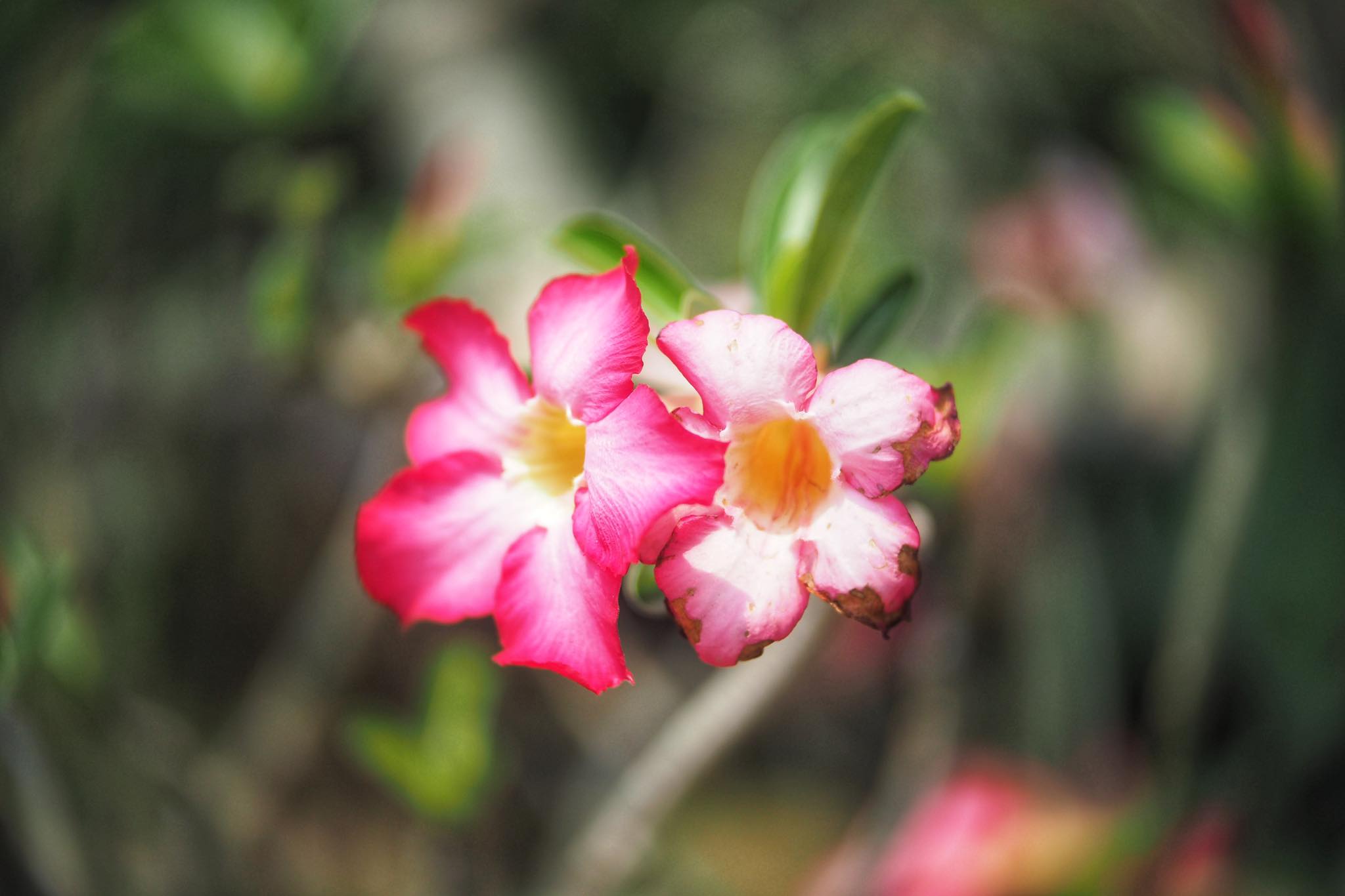 KINO-SANKYO 38MM.F1.4 MODIFIED M4/3 MOUNT