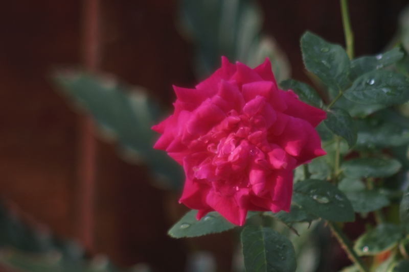 PENTACON PRAKTICA MC 50MM.F1.8 EOS MOUNT