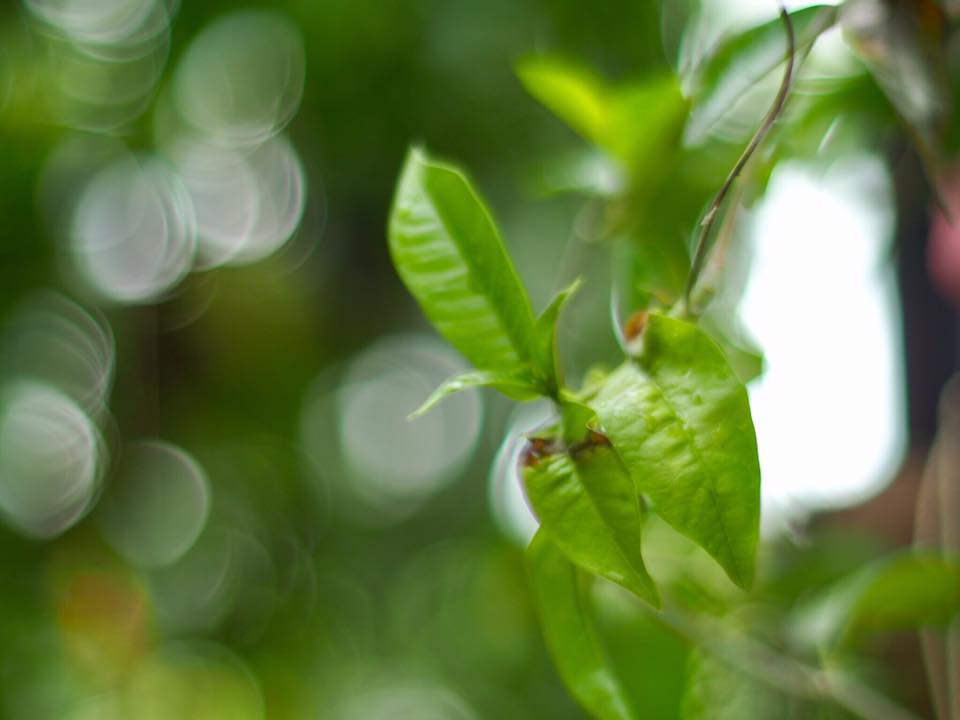 OLYMPUS OM-SYSTEM G-ZUIKO AUTO-S 50MM.F1.4 OM MOUNT