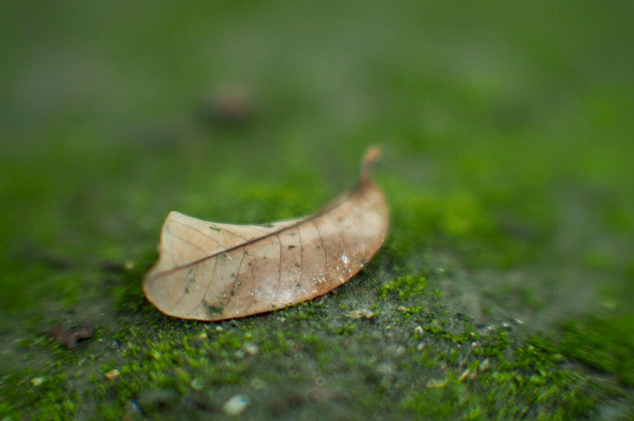 16KP-50MM.F1.2 MODIFY M4/3 MOUNT