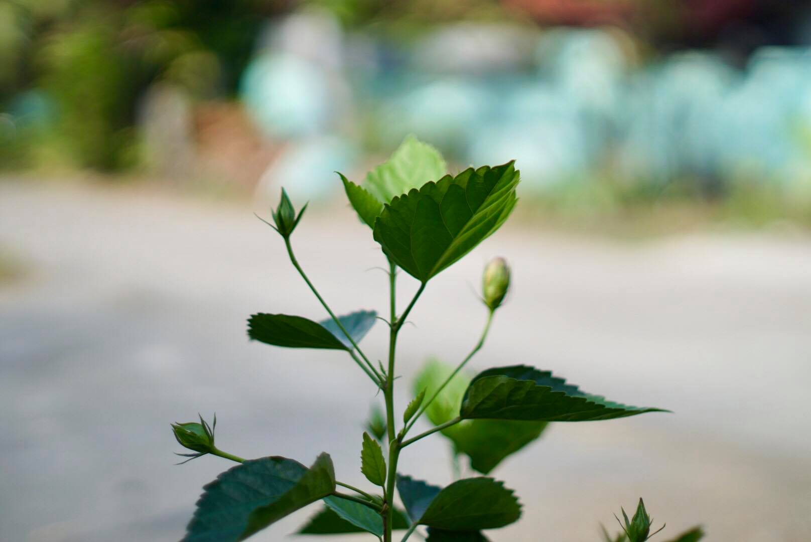 CANON LENS FD 50MM.F1.4 SIVER NOSE