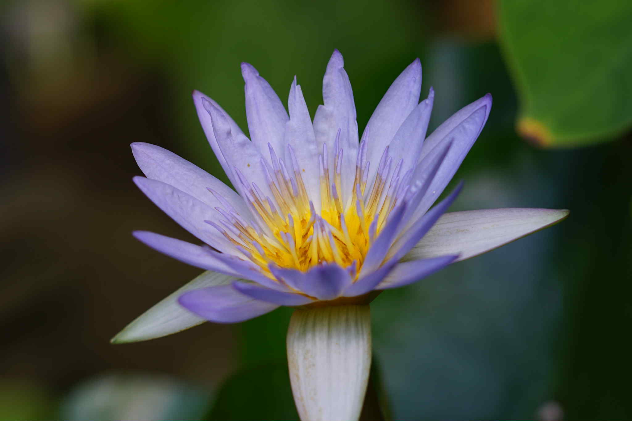 ERNST LEITZ GMBH WETZLAR ELMAR 90MM.F4 LEICA M MOUNT