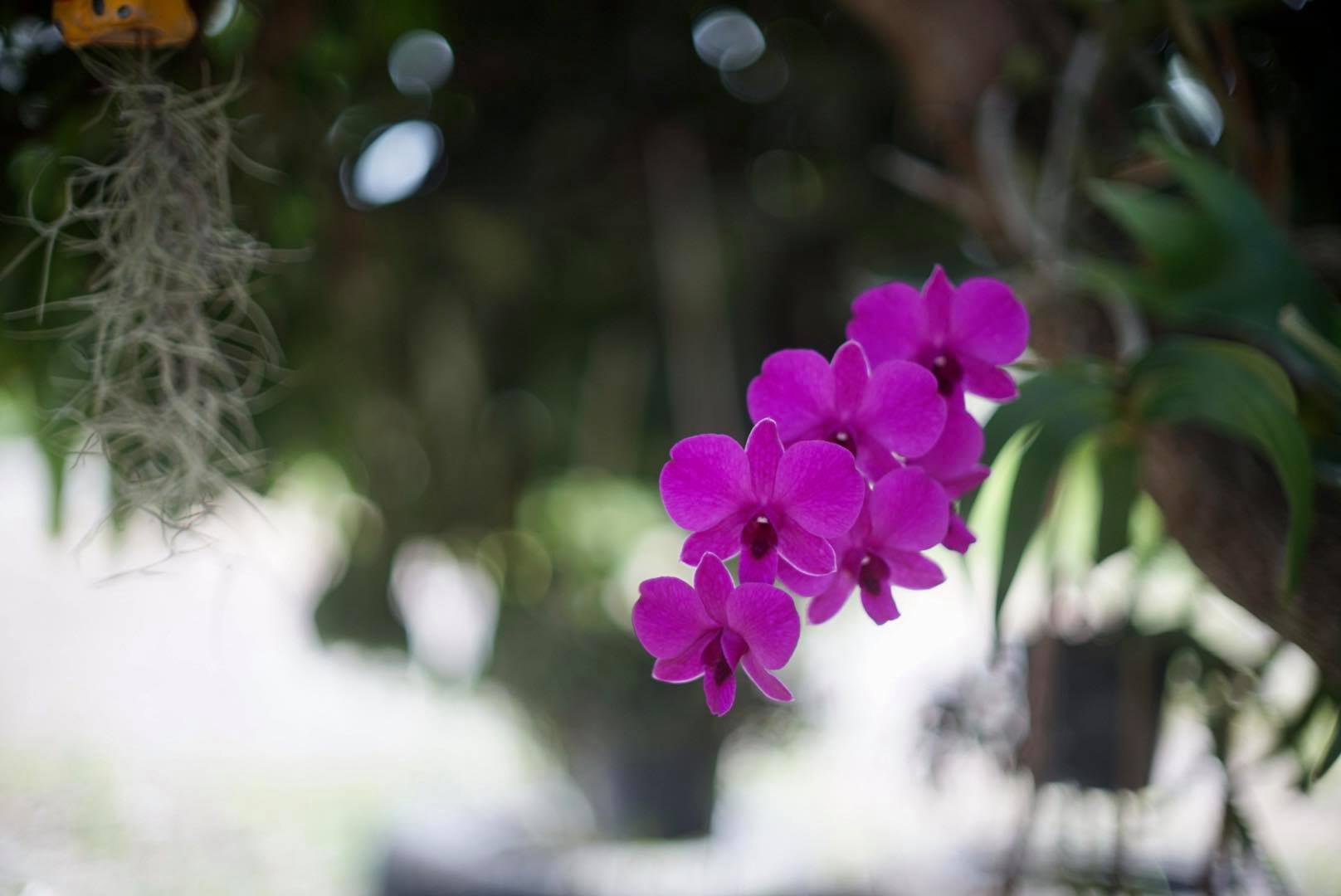CANON LENS FL 50MM.F1.4 FL MOUNT